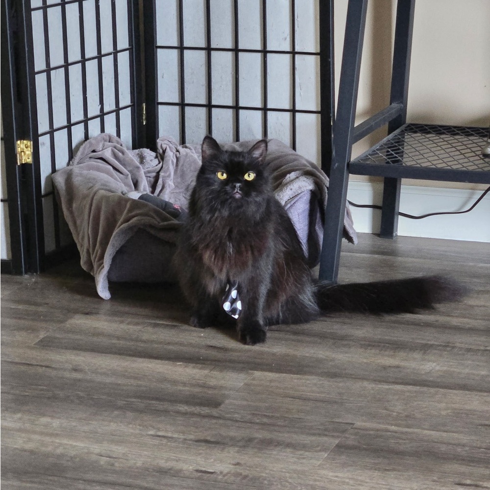 MEET FELIX 🐈‍⬛ - Picture 2 of 12